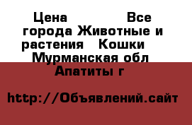 Zolton › Цена ­ 30 000 - Все города Животные и растения » Кошки   . Мурманская обл.,Апатиты г.